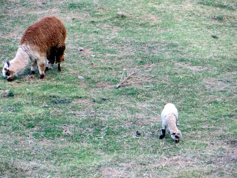 Baby alpaca