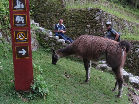 Llama on Inca Trail