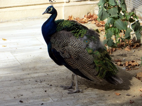Peacock at the palace