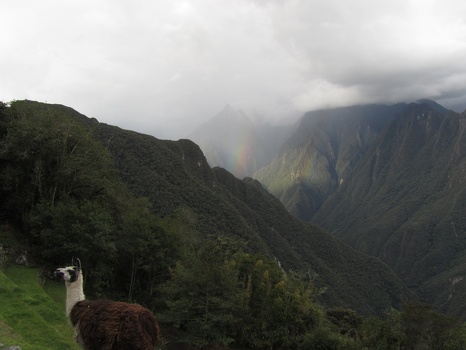 And then there was a llama