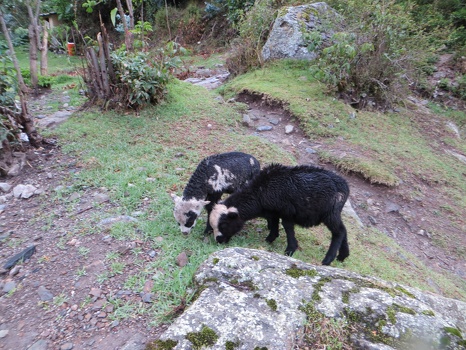 Baby goats