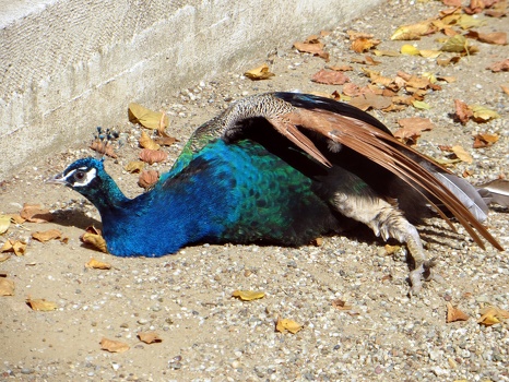 Peacock at the palace