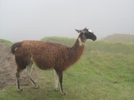Llama