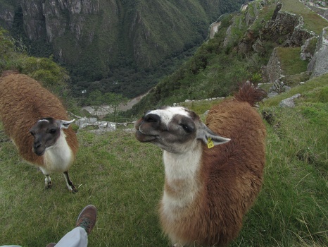 Llama at Machu Picchu