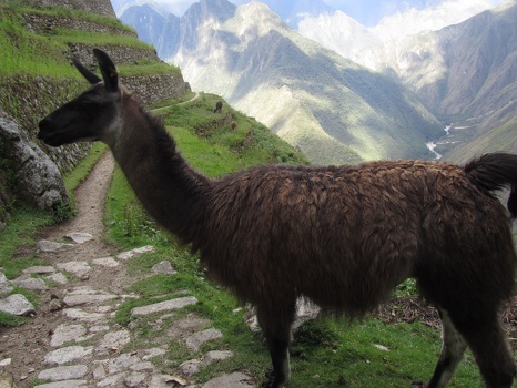Llama on the Inca Trail