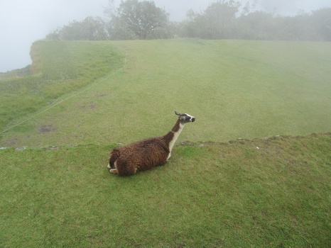 Llama at Machu Picchu at dawn