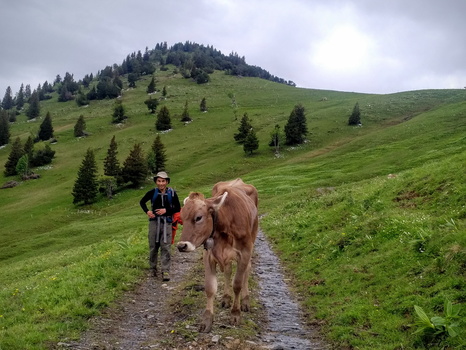 Patrick meets cow on Gonzen hike