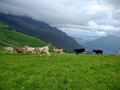 And then the cows ran joyfully