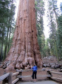 MP with sequoia tree