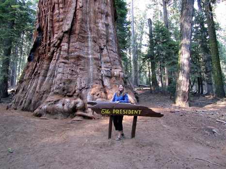 MP with the President sequoia tree