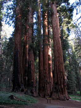 The Senate trees