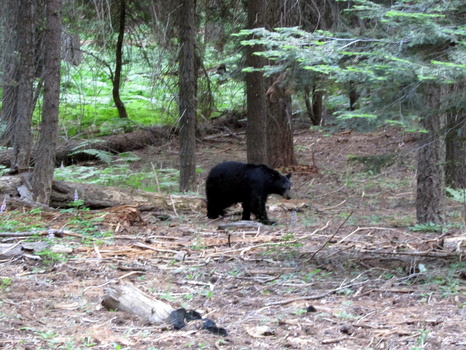Bear cub