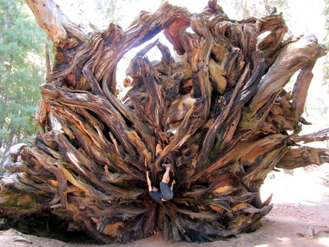 Roots of Giant Sequoia that fell