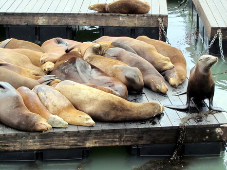 Seals at Pier 39