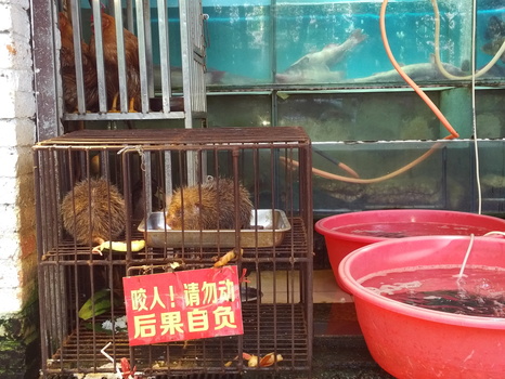 Fish Market in Guilin