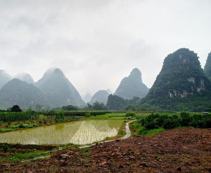 Yangshuo rice paddies
