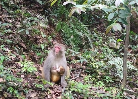 Monkey in Zhangjiajie