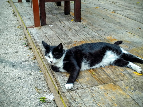 3-legged cat in Dubrovnic