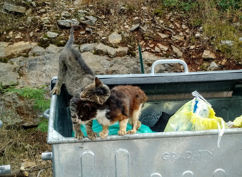 Feral cats