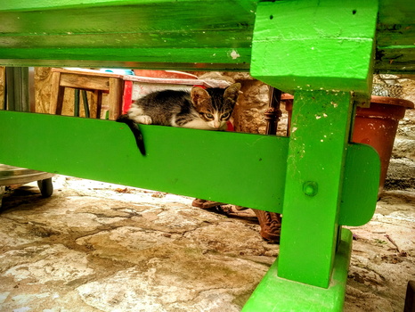 Kitten under table in Dubrovnic