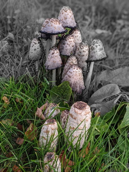 Mushrooms at Adršpach-Teplice Rocks