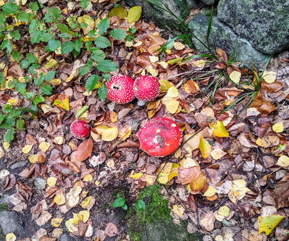 Mushrooms in Bohemian Switzerland National Park