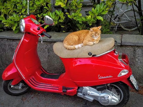 Cat on motobike