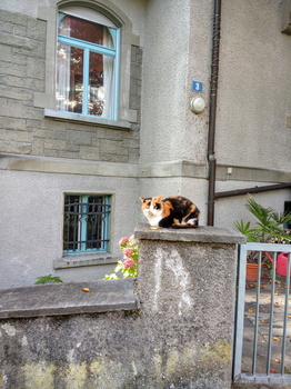 Cat on stone fence