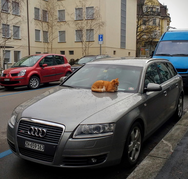The cat is on your car