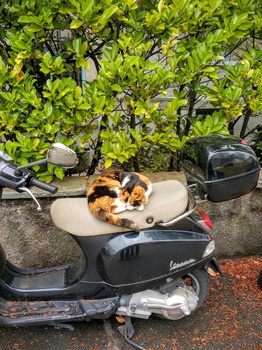Cat on motorbike II