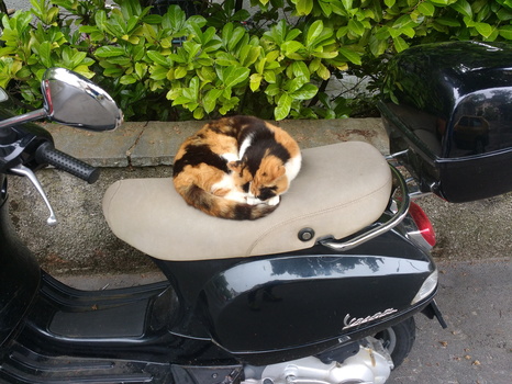 Another cat on motorbike