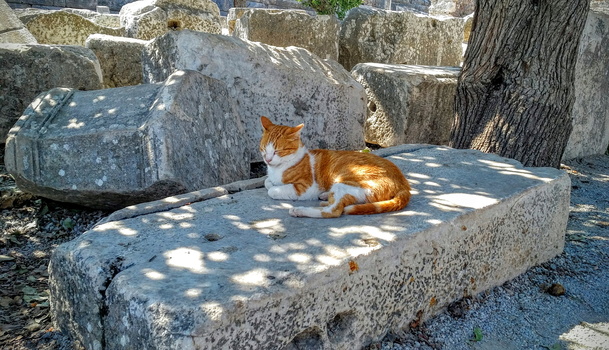 Cat on stone pillar