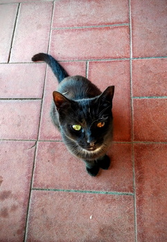 A cat