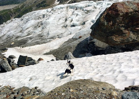 Dog on... glacier??