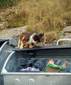 Feral cat