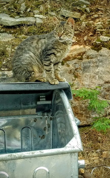 Cat 