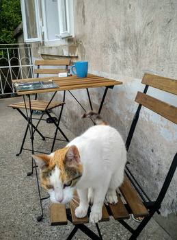 Cat on chair