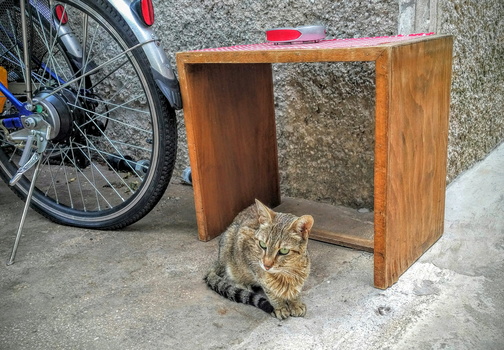 Still a cat