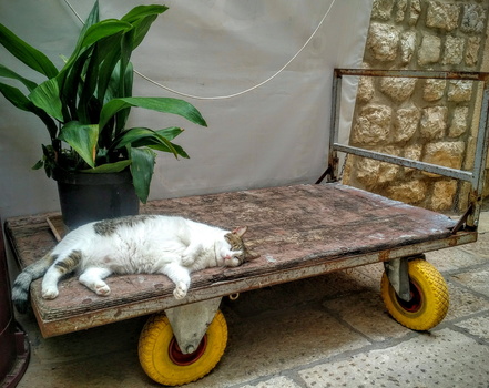 Pregnant mama cat