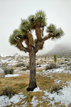 Joshua Tree National Park