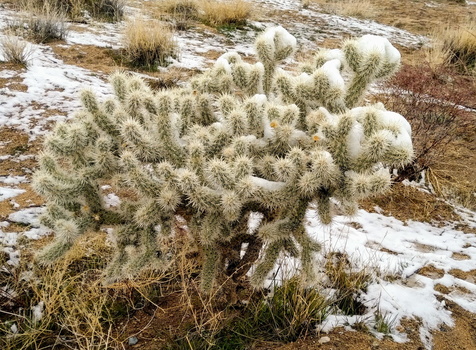 Joshua Tree National Park