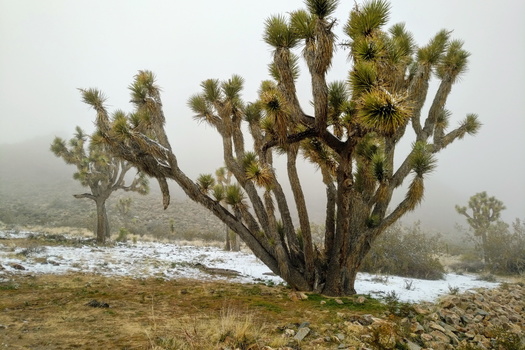 Joshua Tree National Park