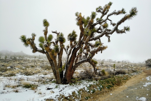 Joshua Tree National Park
