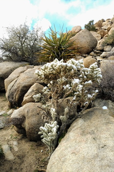 Joshua Tree National Park