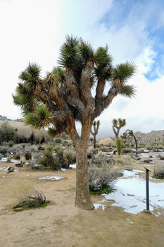 Joshua Tree National Park