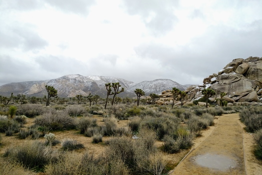 Joshua Tree National Park