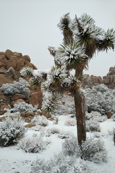 Joshua Tree National Park