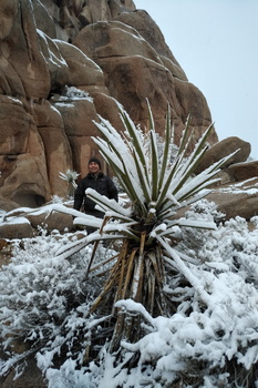 Joshua Tree National Park