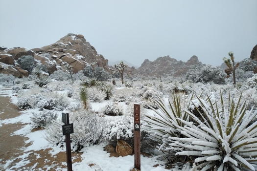 Joshua Tree National Park