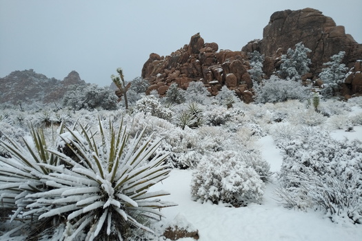 Joshua Tree National Park